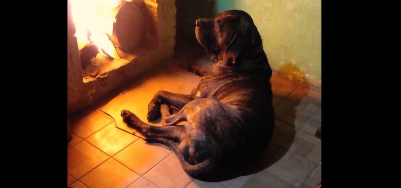 Un perro salvó a su dueño de un incendio en Melo, pero murió entre las llamas
