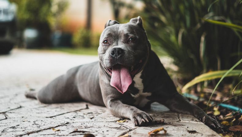 Alicia, la mujer que recibe a los perros considerados más peligrosos