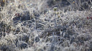 ¿Nieve en Uruguay? Por qué es poco probable que suceda, según el meteorólogo Mario Bidegain