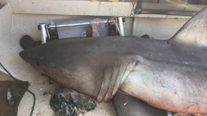 Un tiburón blanco salta al barco de un pescador en Australia