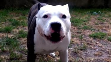 Niño de nueve años fue atacado por un pitbull en Carmelo
