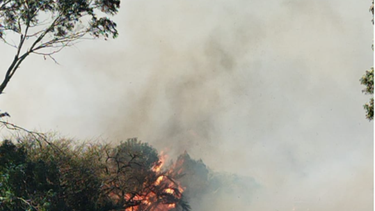 Incendio de campo en la ruta 9 kilómetro 255, a 5 kilómetros de la ciudad de Castillos.
