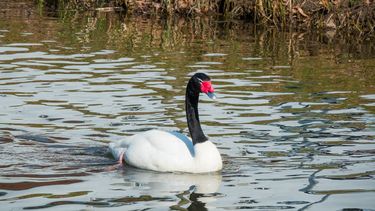 Cisne de cuello negro.
