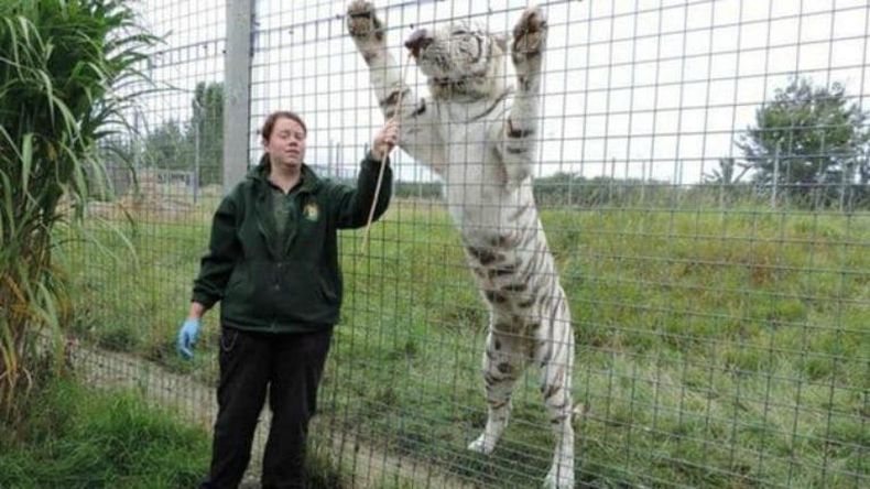Un tigre mató a su cuidadora en un zoológico británico