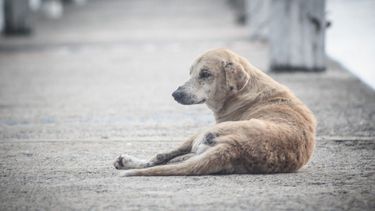 La Intendencia de Montevideo (IM) detalló el procedimiento para que estos animales sean retirados de la vía pública.