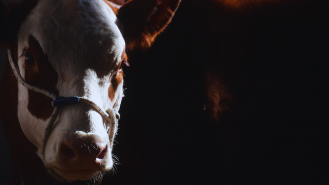 Proponen reforma en el INBA.