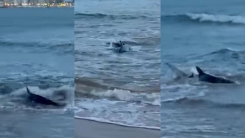 Avistaron un tiburón en Playa Mansa de Punta del Este y quedó registrado