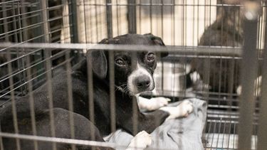 INBA explicó rescate de 20 perros abandonados en Pocitos.