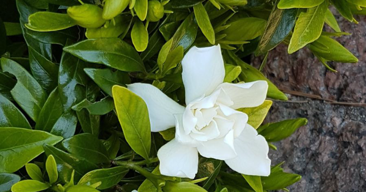 Jazmín del Cabo, la flor de la Navidad