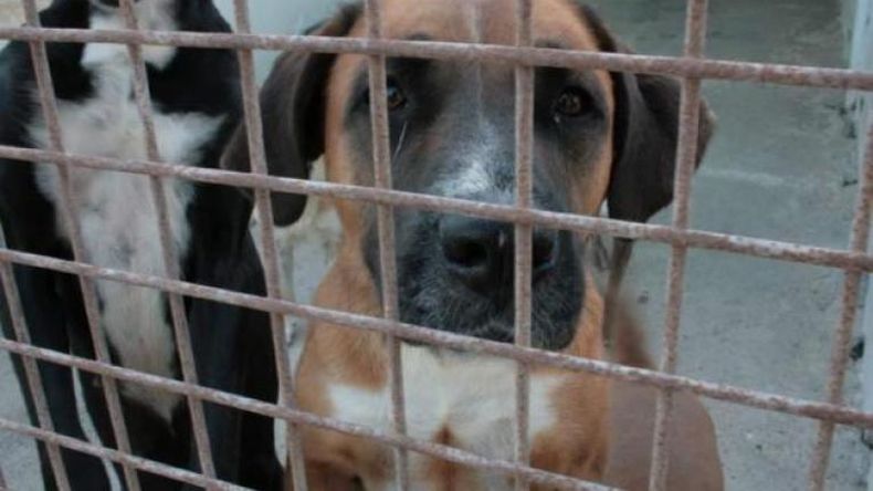Defensoría del Vecino advierte por denuncias de mascotas abandonadas y reclama más articulación para responder