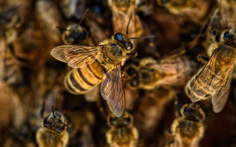 Un trabajador de la Intendencia de Rocha falleció tras ser atacado por abejas