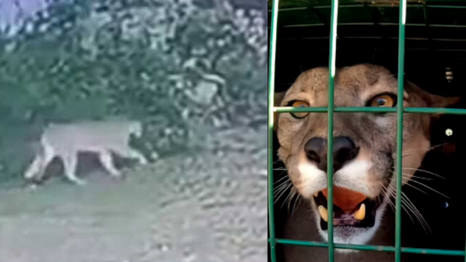 Foto 1: puma en cámaras de la Intendencia de Maldonado.