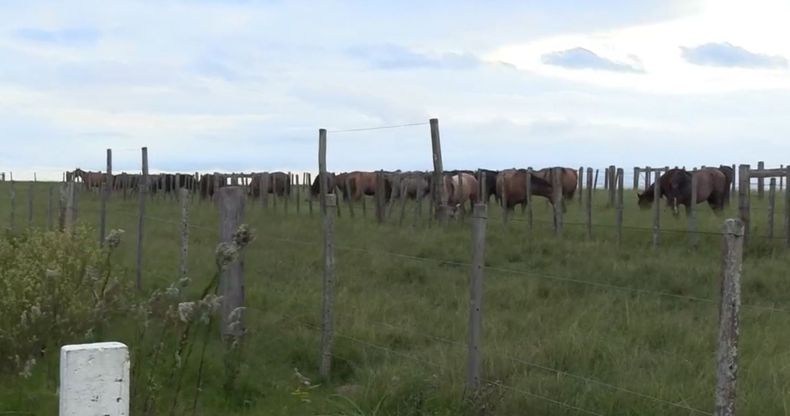 caballos rivera