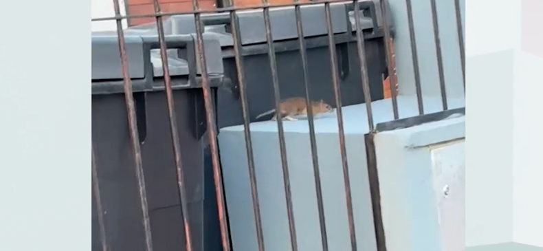 Vecinos de Sayago Norte denuncian invasión de ratas tras cambio en los contenedores