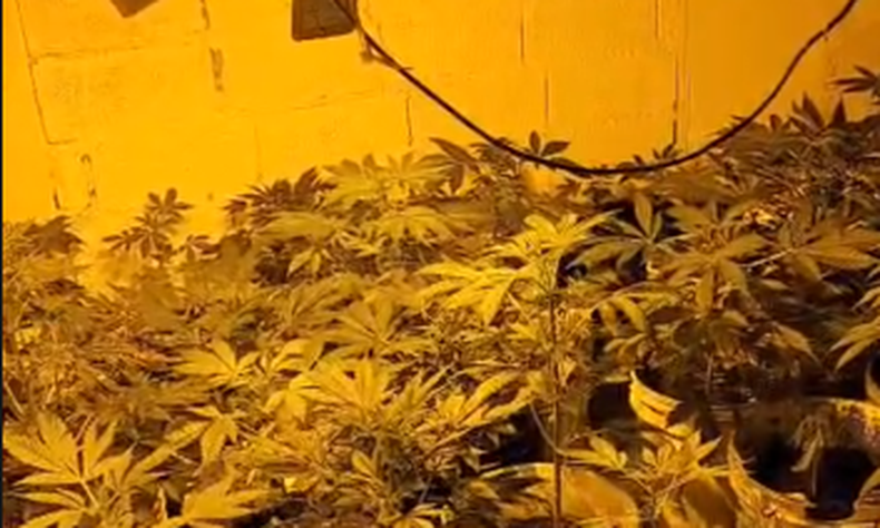 Tres condenados tras investigación por rapiñas que permitió incautar 142 plantas de marihuana en Paso Carrasco