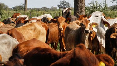 MGAP busca la erradicación de las garrapatas, cuya presencia afecta la salud de miles de animales