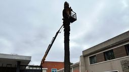Retiraron en la Aguada una palmera afectada por el picudo rojo y alertan por la propagación de la plaga