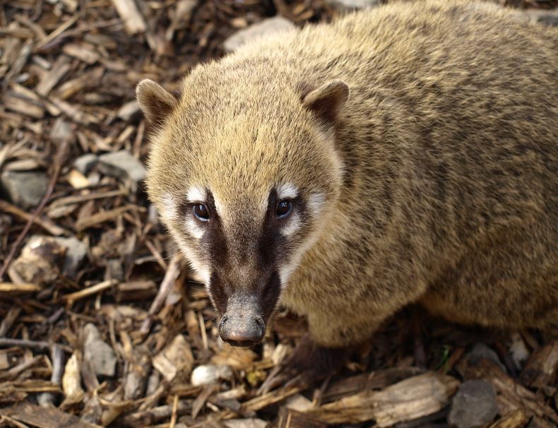 Coatí.