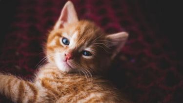 Registraron en Salto un caso de rabia en un gato; autoridades sanitarias están en alerta | Unsplash