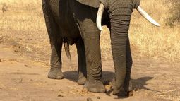 Video: Elefante aplastó a joven que tiró piedras contra su manada