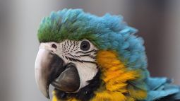 Policía rescató 31 aves exóticas en la vivienda de un cazador