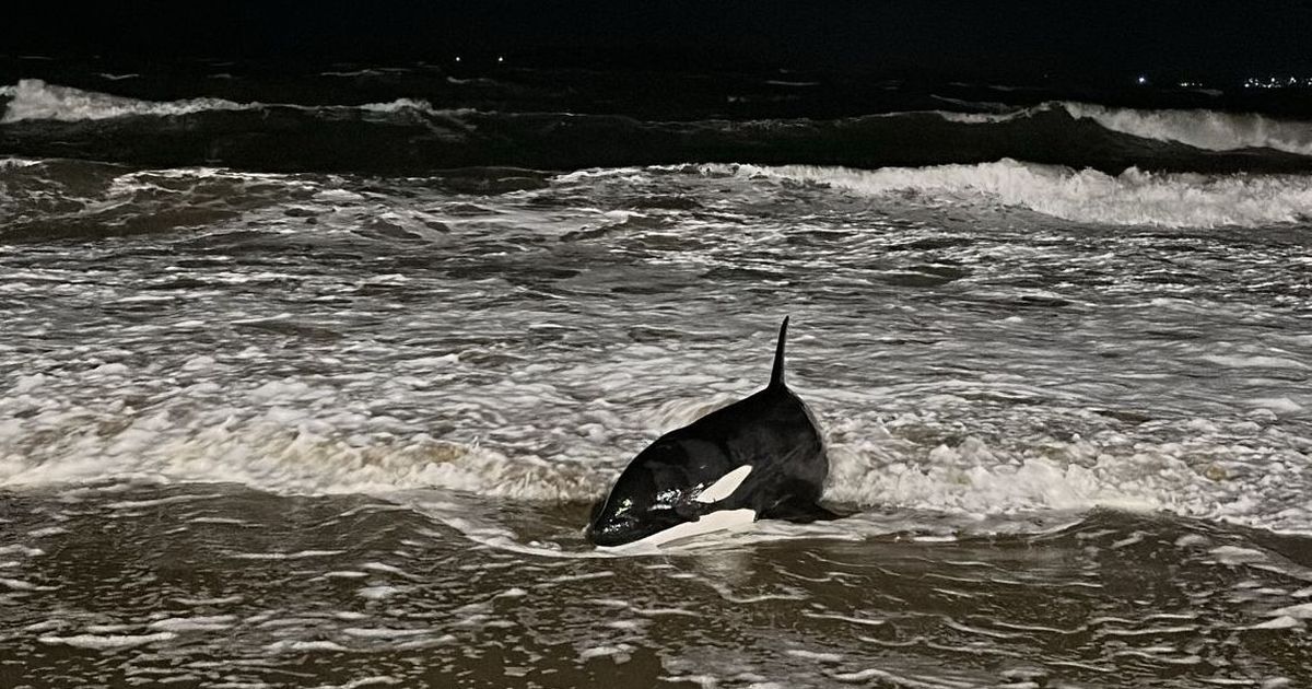 Cría de orca apareció varada en Punta del Este en medio del temporal de viento y evalúan cómo intervenir