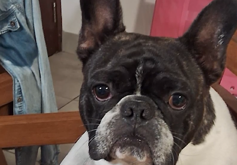 Le cortaron la mano para robarle a su perro en el Parque Rodó; solicitan colaboración para encontrar a Darko