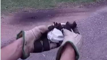 Liberaron a los murciélagos que estaban en el MSP.