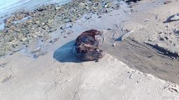 Lobo marino muerto en la playa del Cerro.