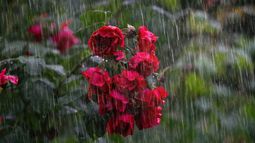 Inumet: pronóstico para este domingo 6 de agosto.