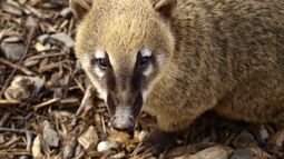 Coatí.