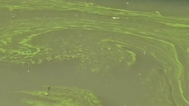 El riesgo de las cianobacterias: una amenaza para la salud animal en la cuenca del Río Negro