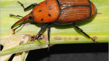 Daños del picudo rojo: ¿Cuánto se gastará en la tala y curación de las palmeras y qué se hace con sus restos?