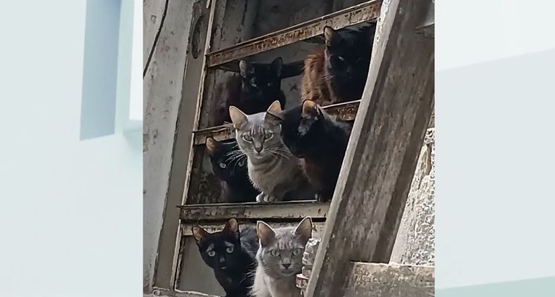 Denuncian que 24 gatos fueron abandonados dentro de un apartamento del Centro de Montevideo: "Es insalubre"