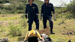 Bomberos de Tranqueras rescataron a un oso hormiguero