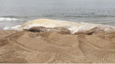 Ballena apareció en avanzado estado de descomposición en Piedras del Chileno.