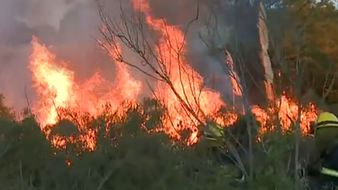 Bomberos trabaja en incendio de 80 hectáreas cerca del Campeón del Siglo