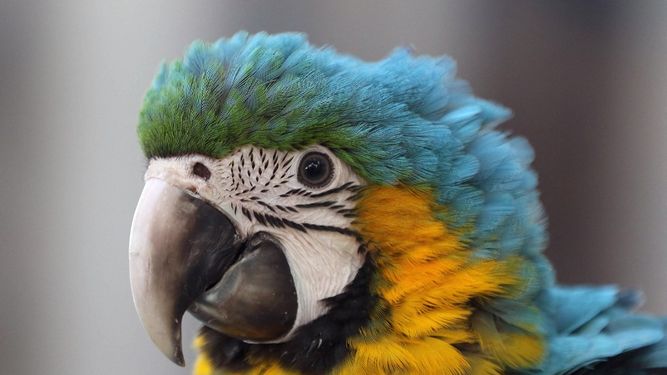 Policía rescató 31 aves exóticas en la vivienda de un cazador